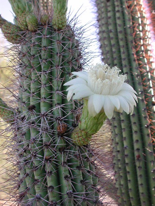 Organpipe Cactus photo 5