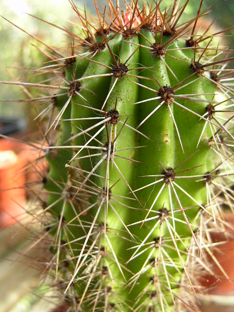 Organpipe Cactus photo 6