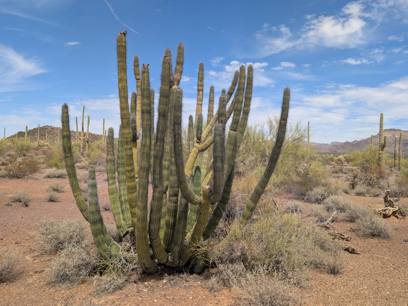 Organpipe Cactus photo 3