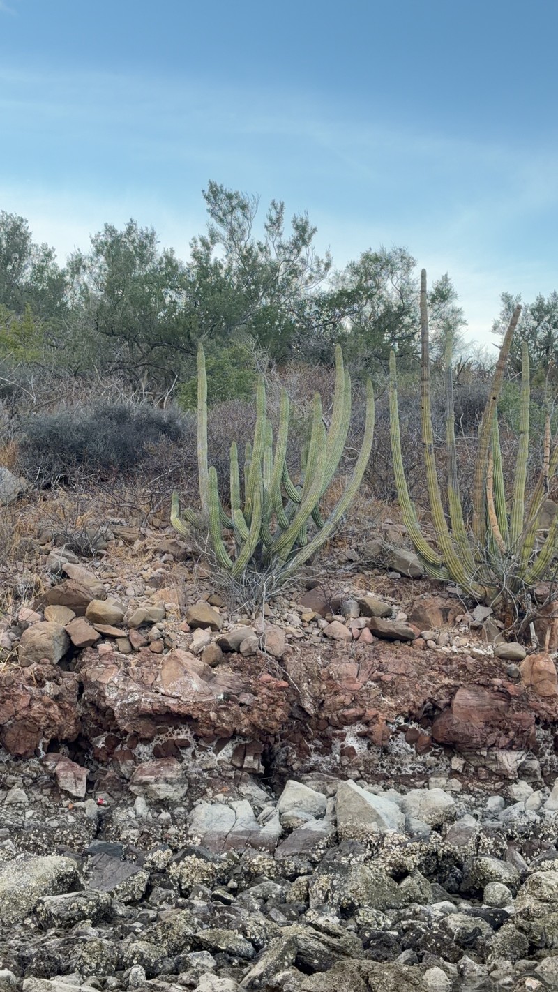 Stenocereus thurberi subsp. thurberi