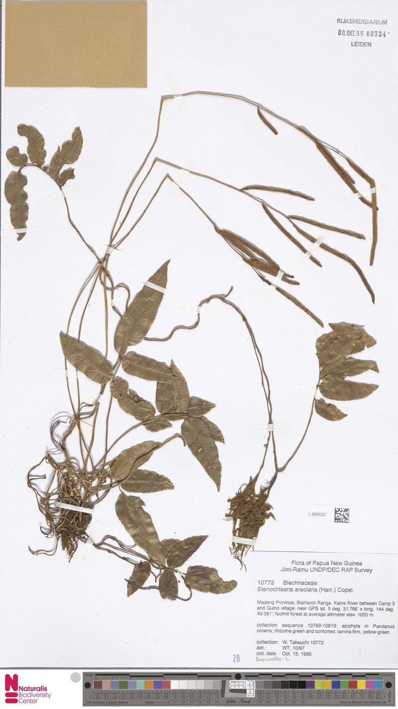 Stenochlaena areolaris