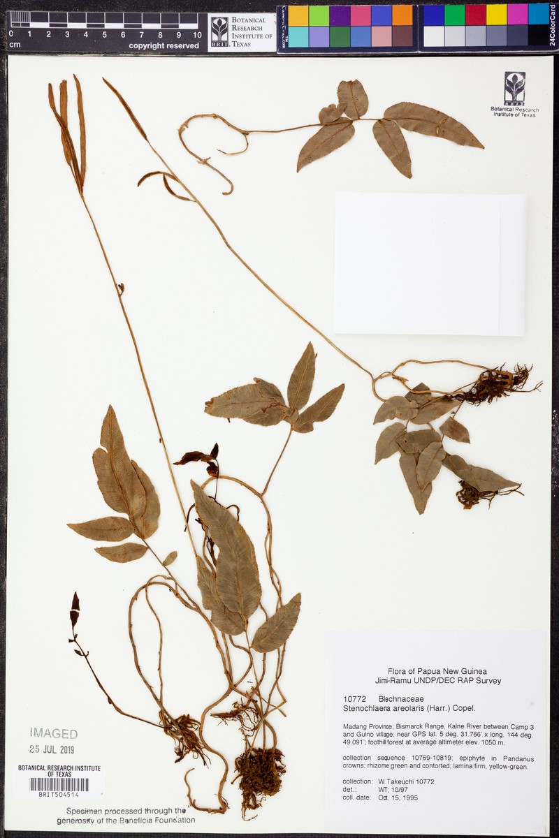 Stenochlaena areolaris photo 2