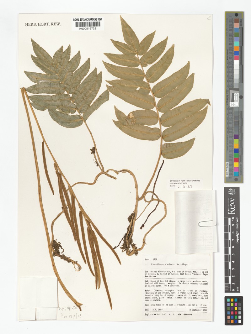 Stenochlaena areolaris photo 3