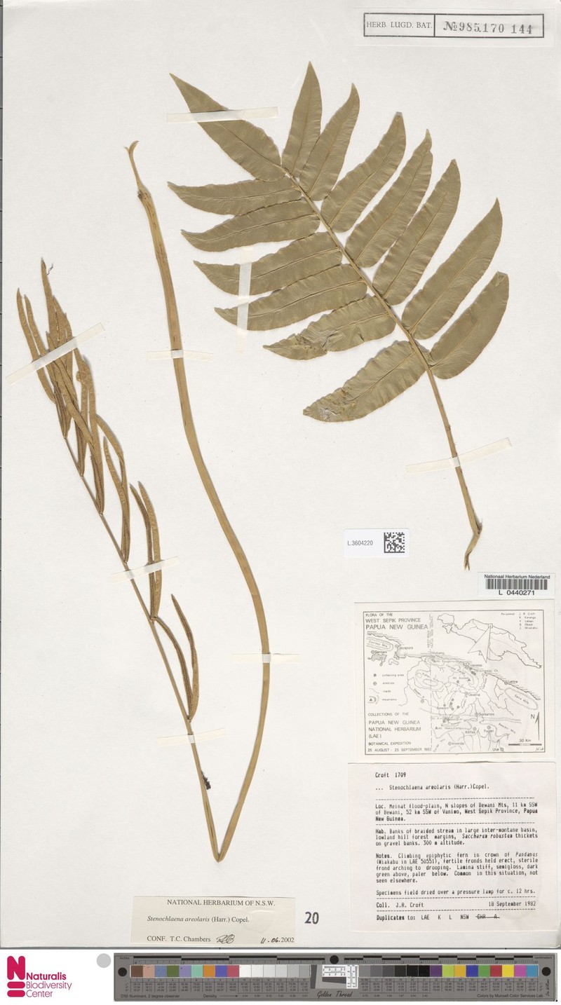 Stenochlaena areolaris photo 4