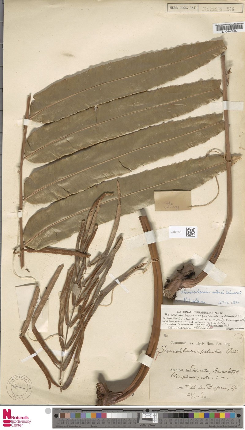 Stenochlaena cumingii