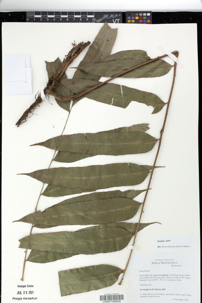 Stenochlaena milnei