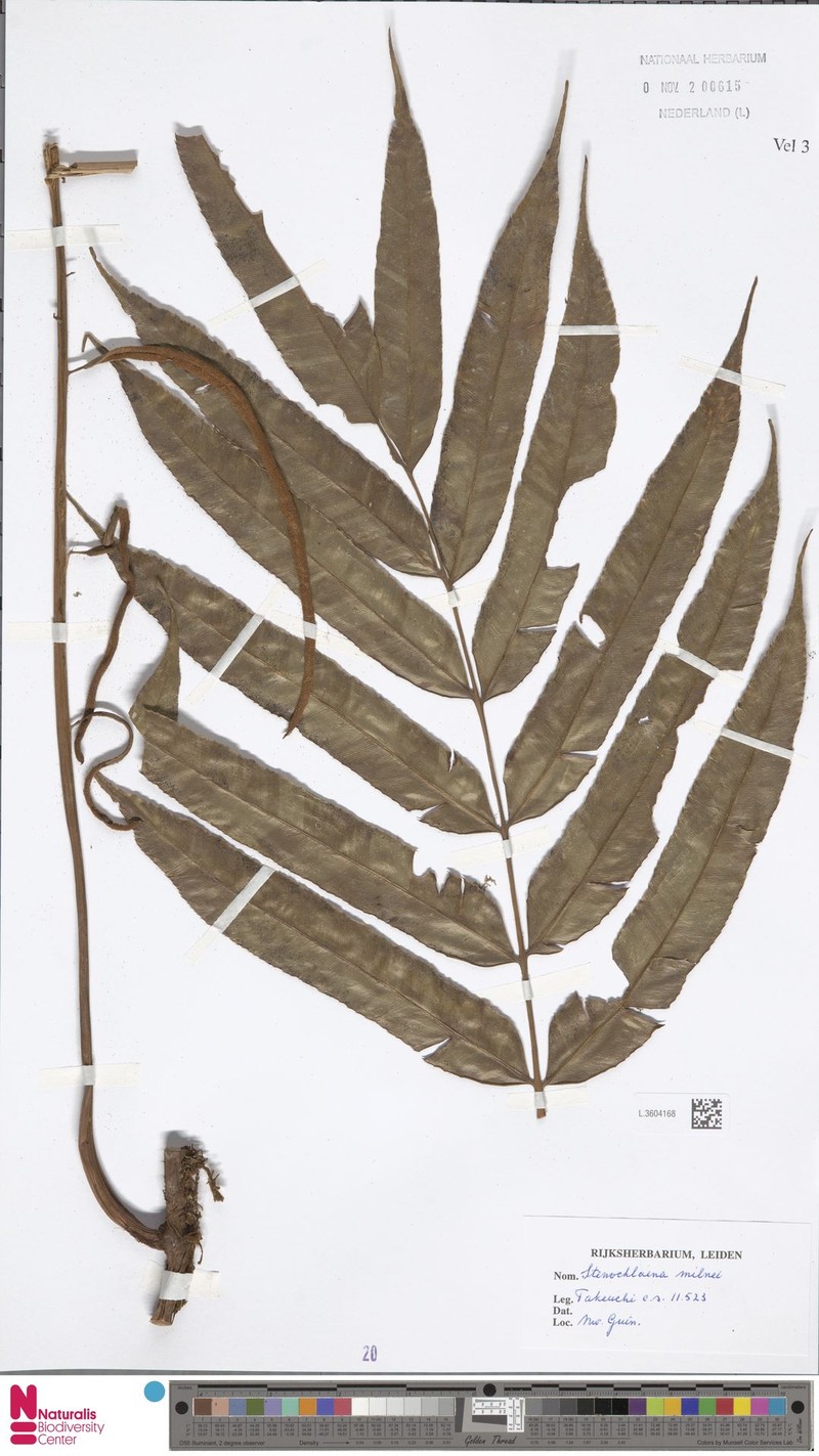 Stenochlaena milnei photo 2