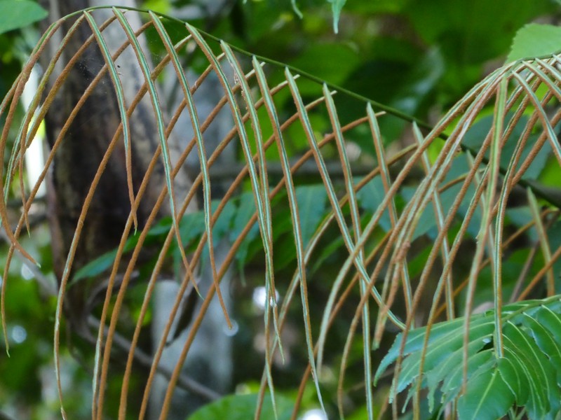 Swamp Vine Fern photo 3