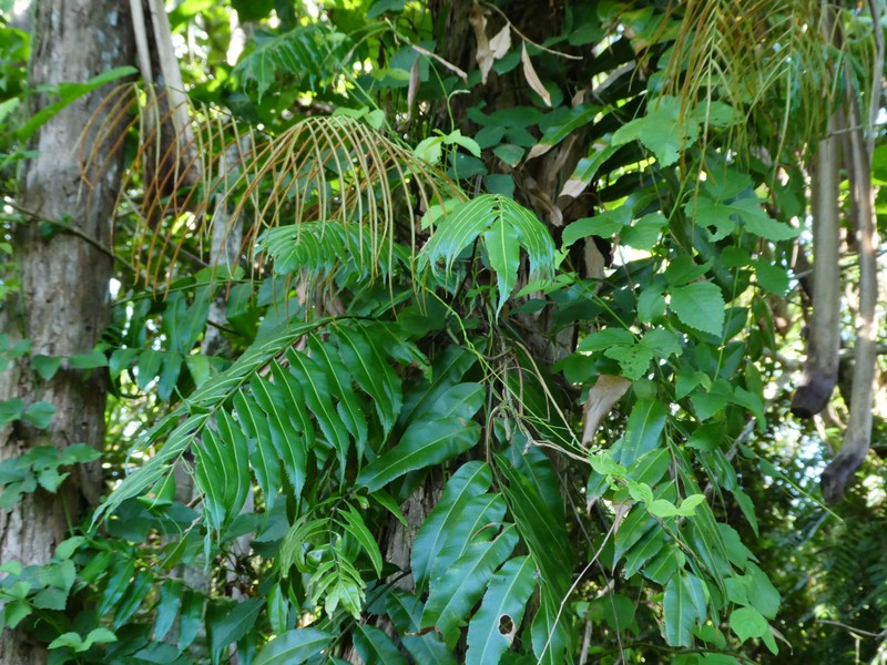 Swamp Vine Fern photo 4
