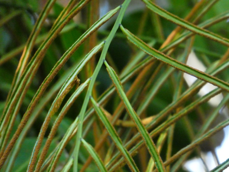 Swamp Vine Fern photo 5
