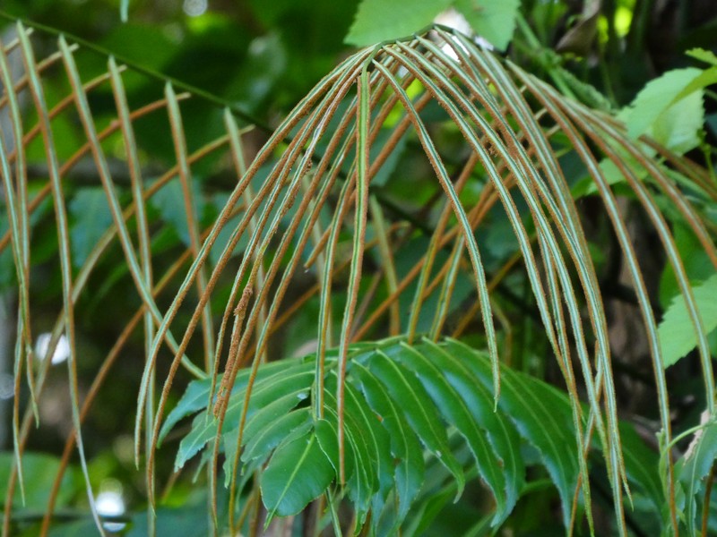 Swamp Vine Fern photo 6