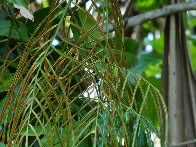 Swamp Vine Fern photo 7
