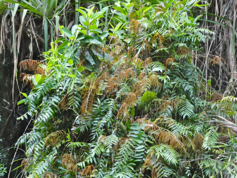 Swamp Vine Fern photo 8