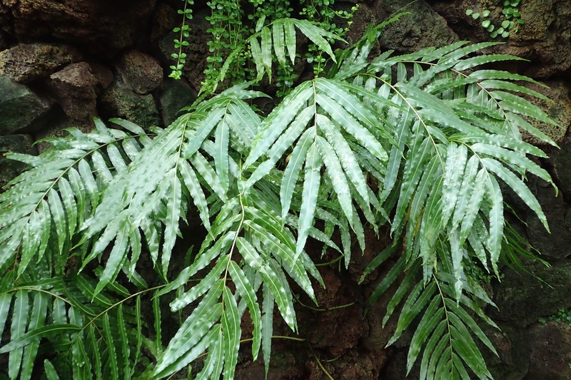 Giant Vine Fern photo 6
