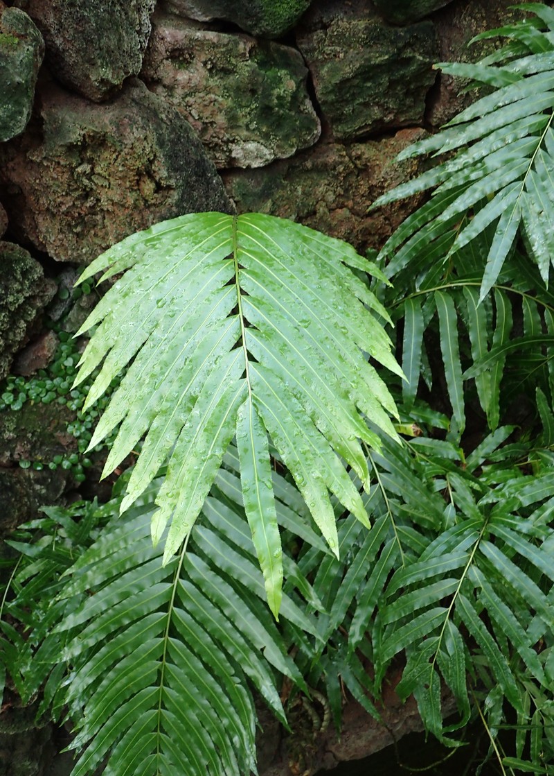 Giant Vine Fern photo 7