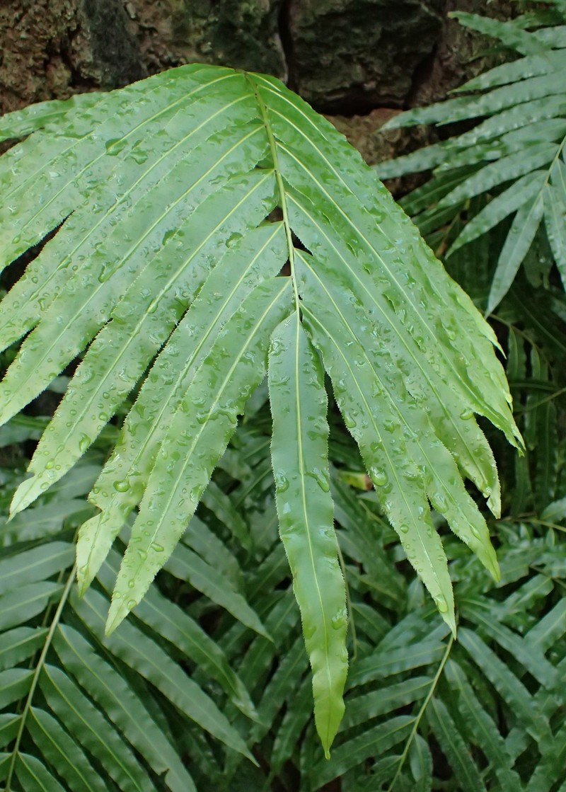 Giant Vine Fern photo 8