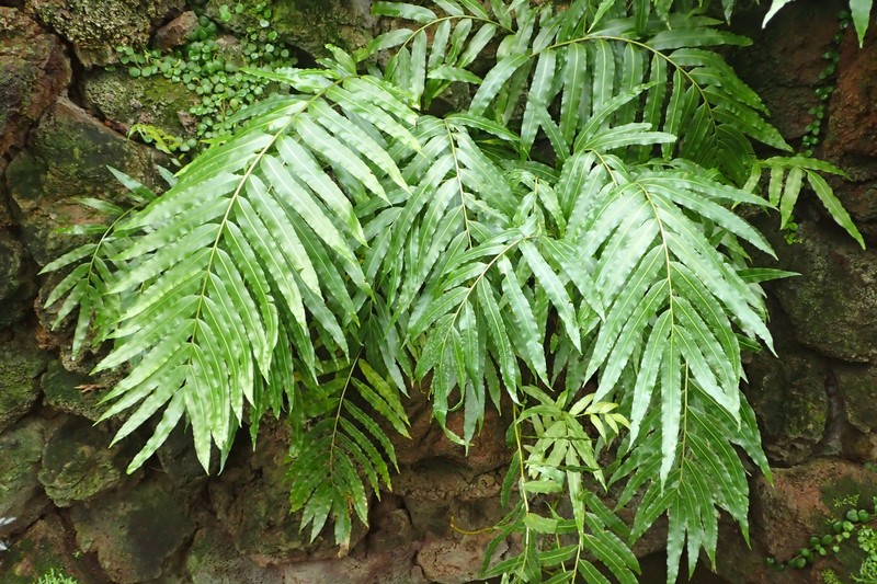 Giant Vine Fern photo 3