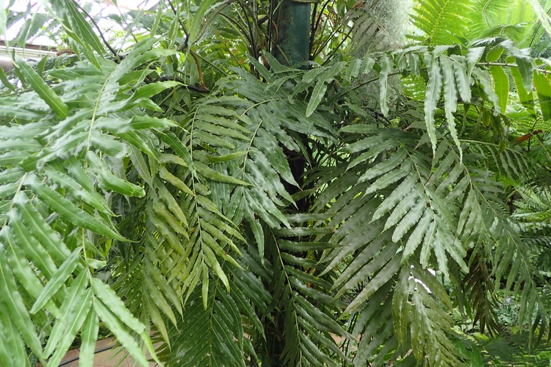 Giant Vine Fern photo 4