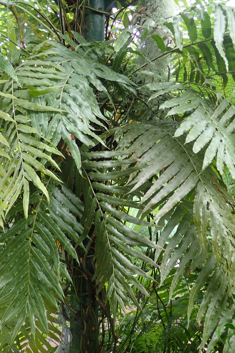 Giant Vine Fern photo 5