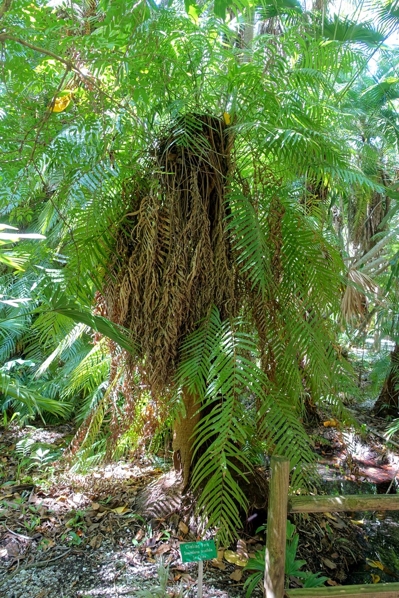 Giant Vine Fern
