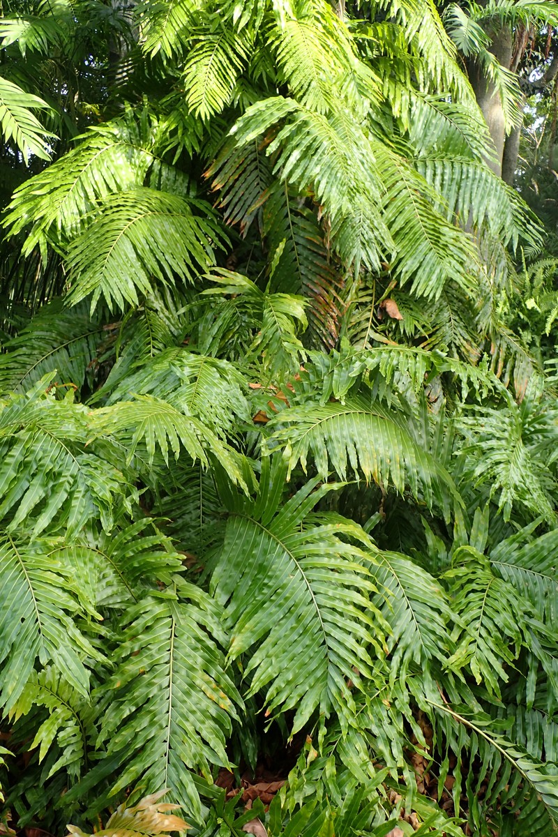 Giant Vine Fern photo 2