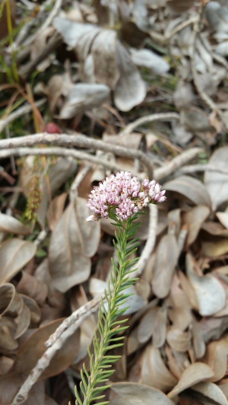 Stenocline ericoides