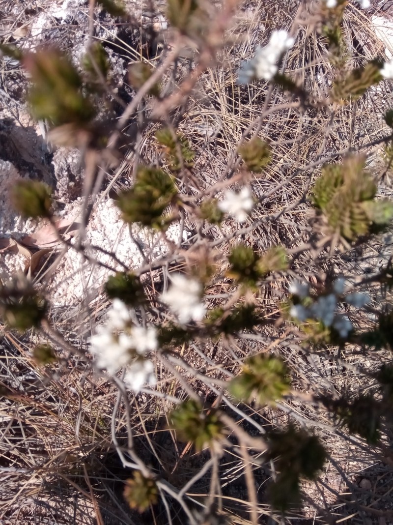 Stenocline ericoides photo 2