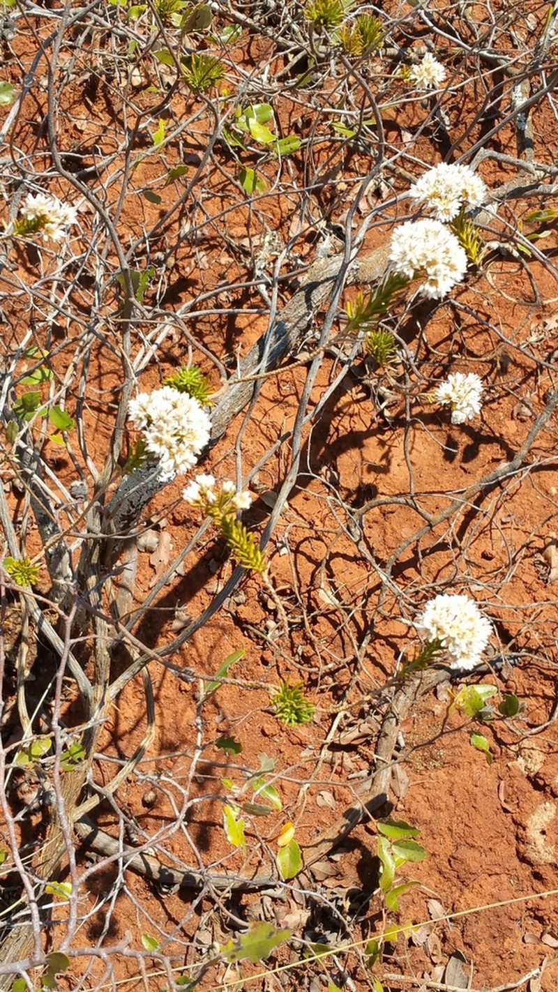Stenocline ericoides photo 4