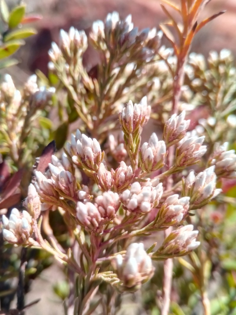 Stenocline ericoides photo 5
