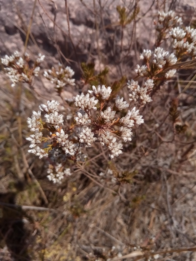 Stenocline ericoides photo 6