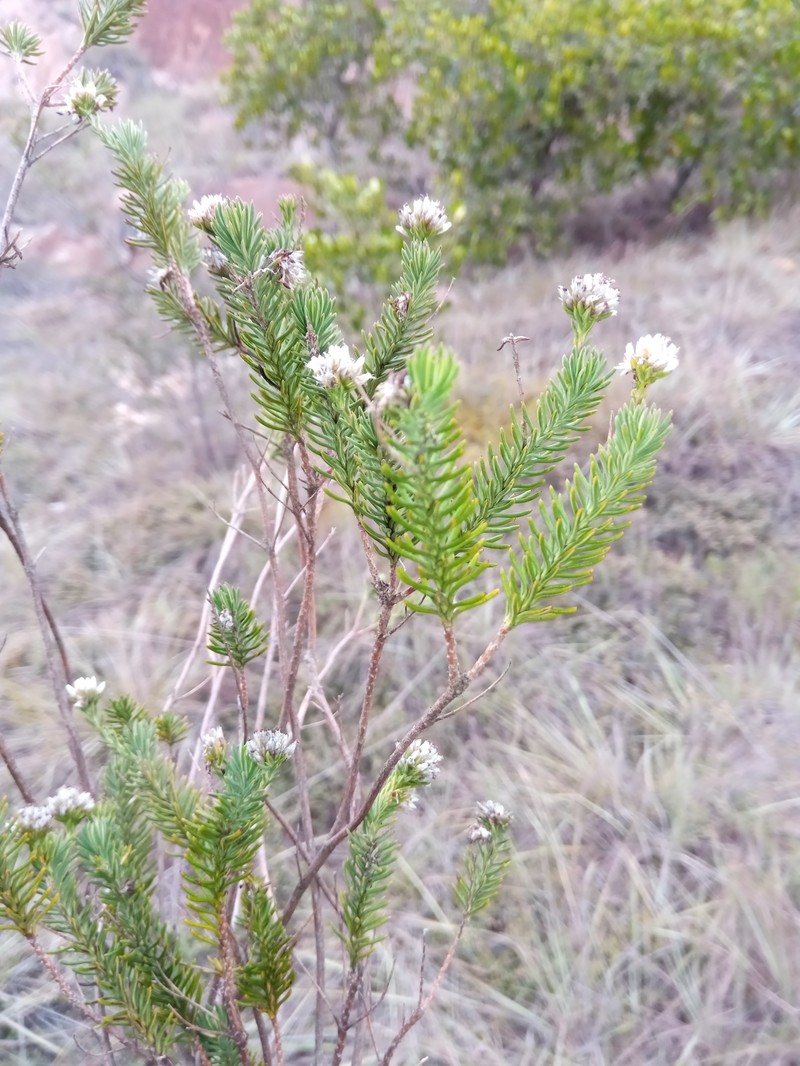Stenocline ericoides photo 8