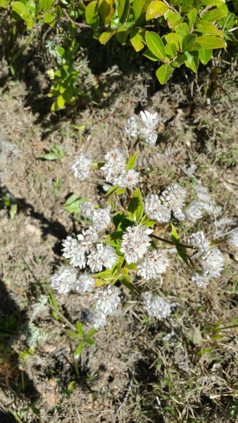 Stenocline inuloides
