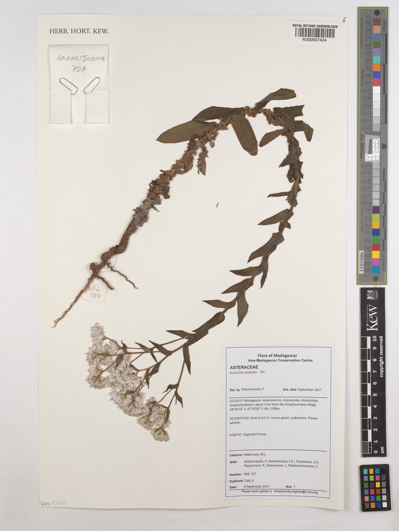 Stenocline inuloides photo 3