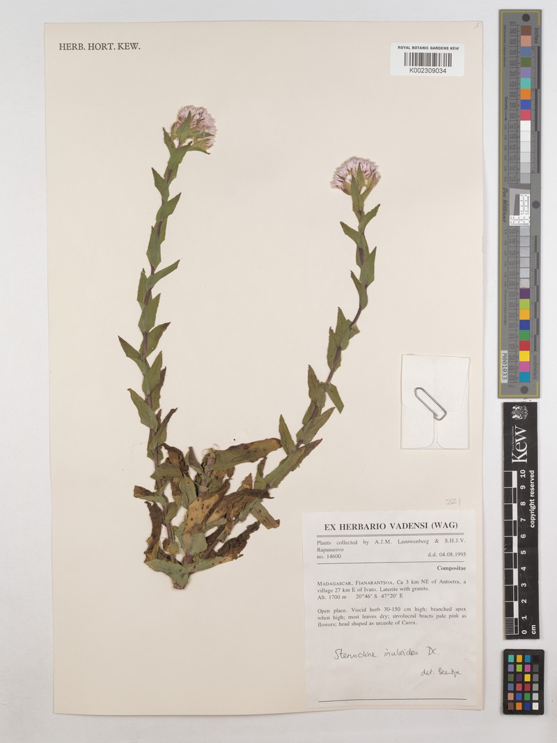 Stenocline inuloides photo 4