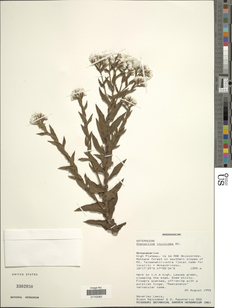 Stenocline inuloides photo 5