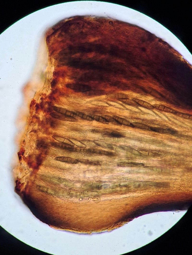 Stenocybe clavata