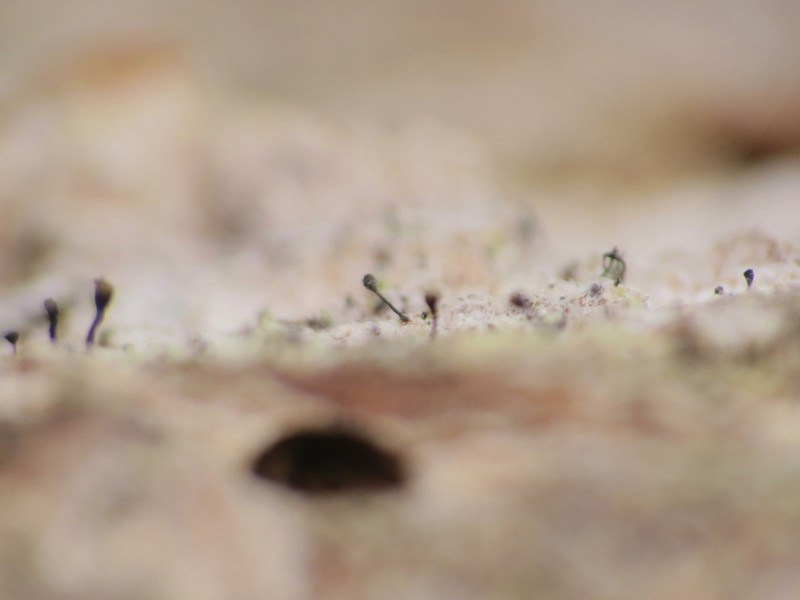 Stenocybe clavata photo 3