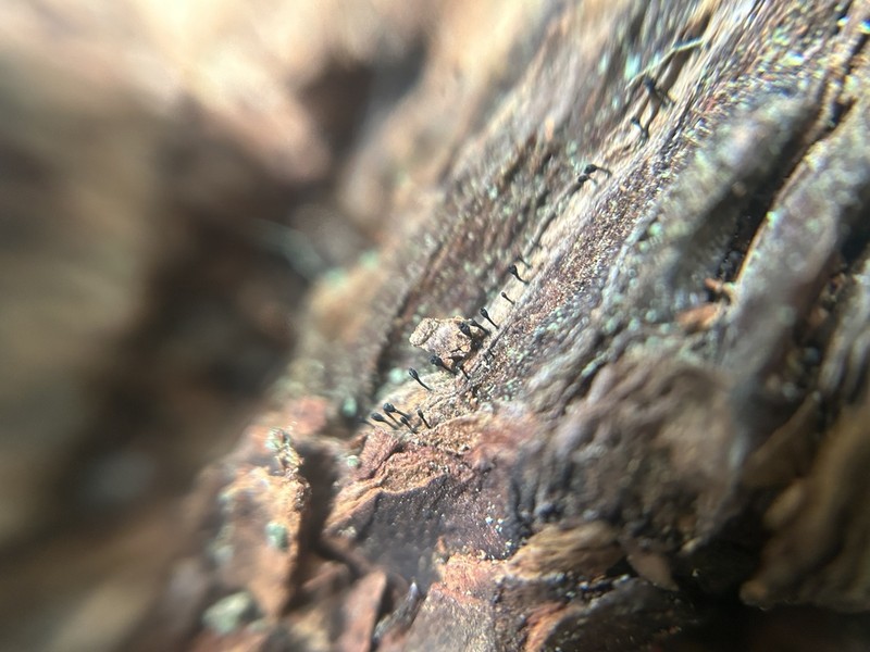 Stenocybe clavata photo 5