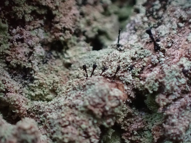 Stenocybe clavata photo 6