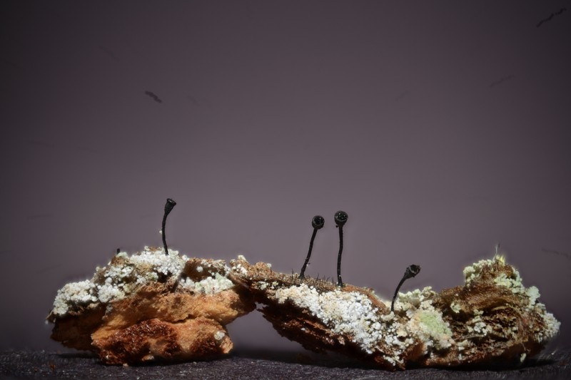 Stenocybe clavata photo 8