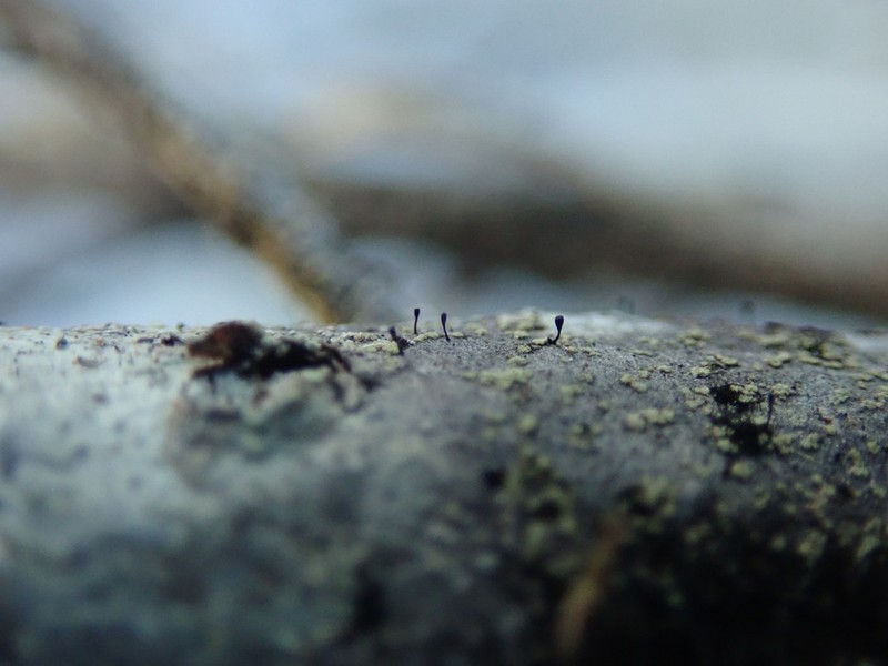 Stenocybe Lichen
