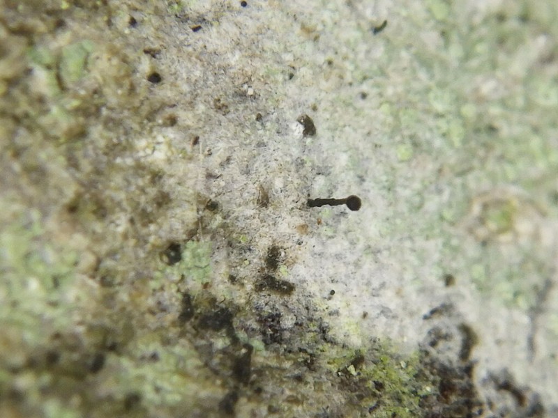 Stenocybe Lichen photo 2