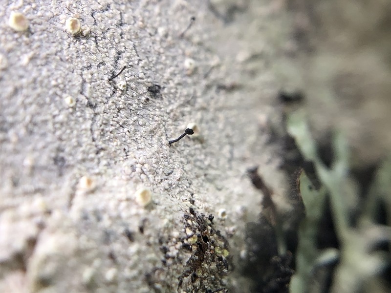 Stenocybe Lichen photo 3