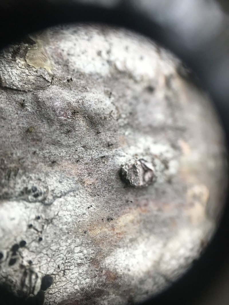 Stenocybe Lichen photo 4