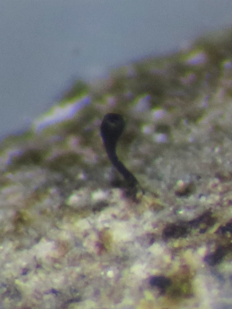 Stenocybe Lichen photo 5