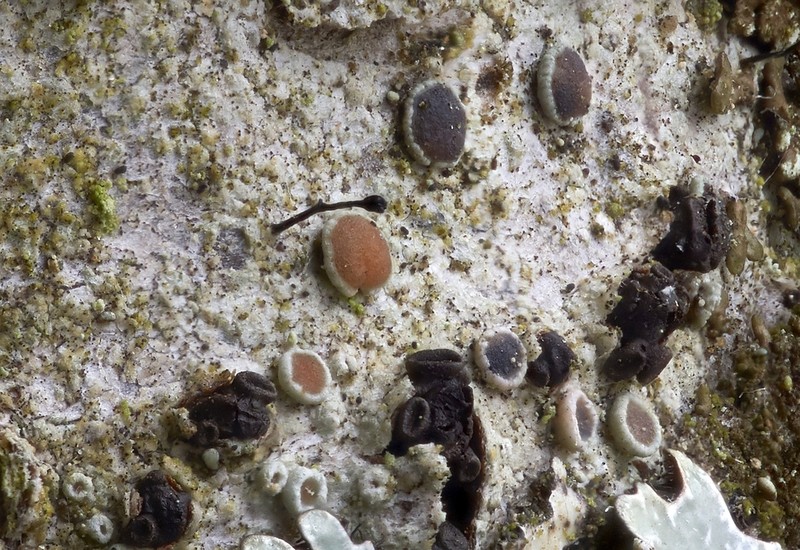 Stenocybe Lichen photo 6