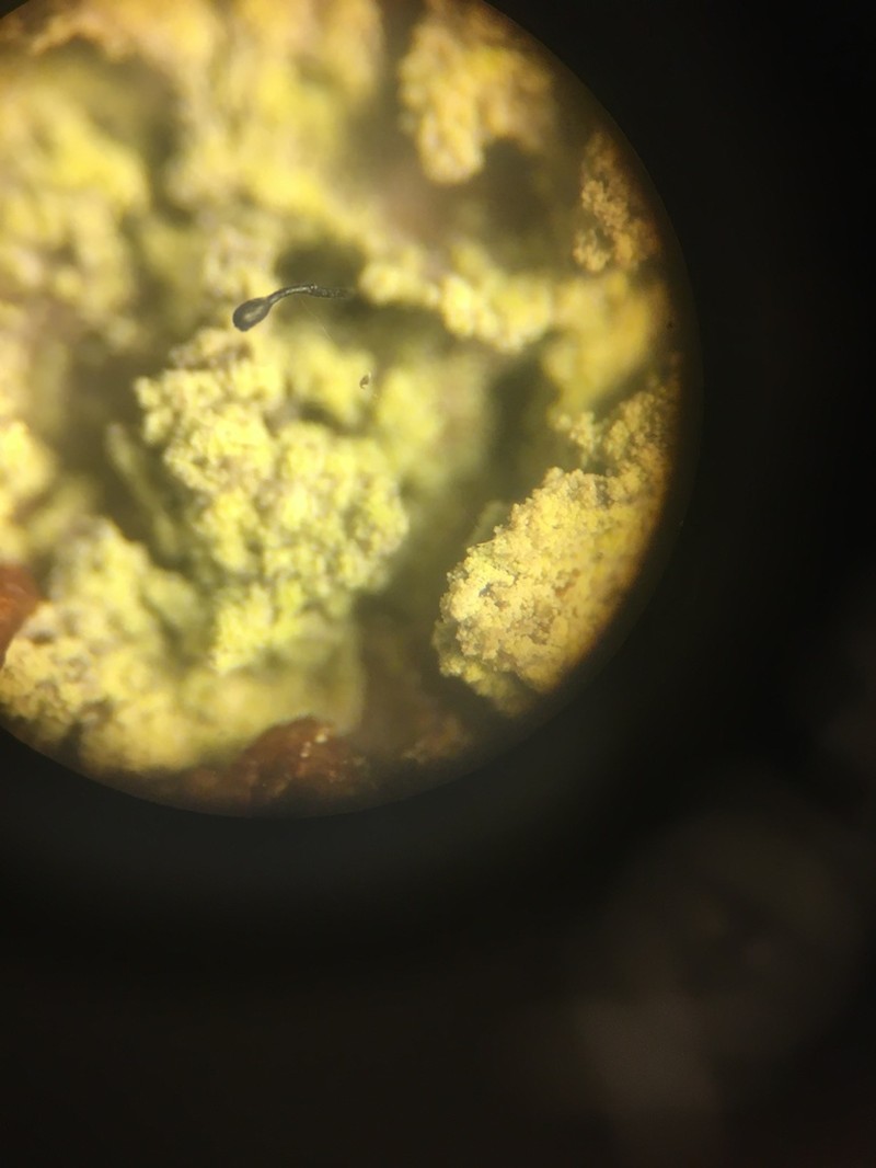 Stenocybe Lichen photo 7