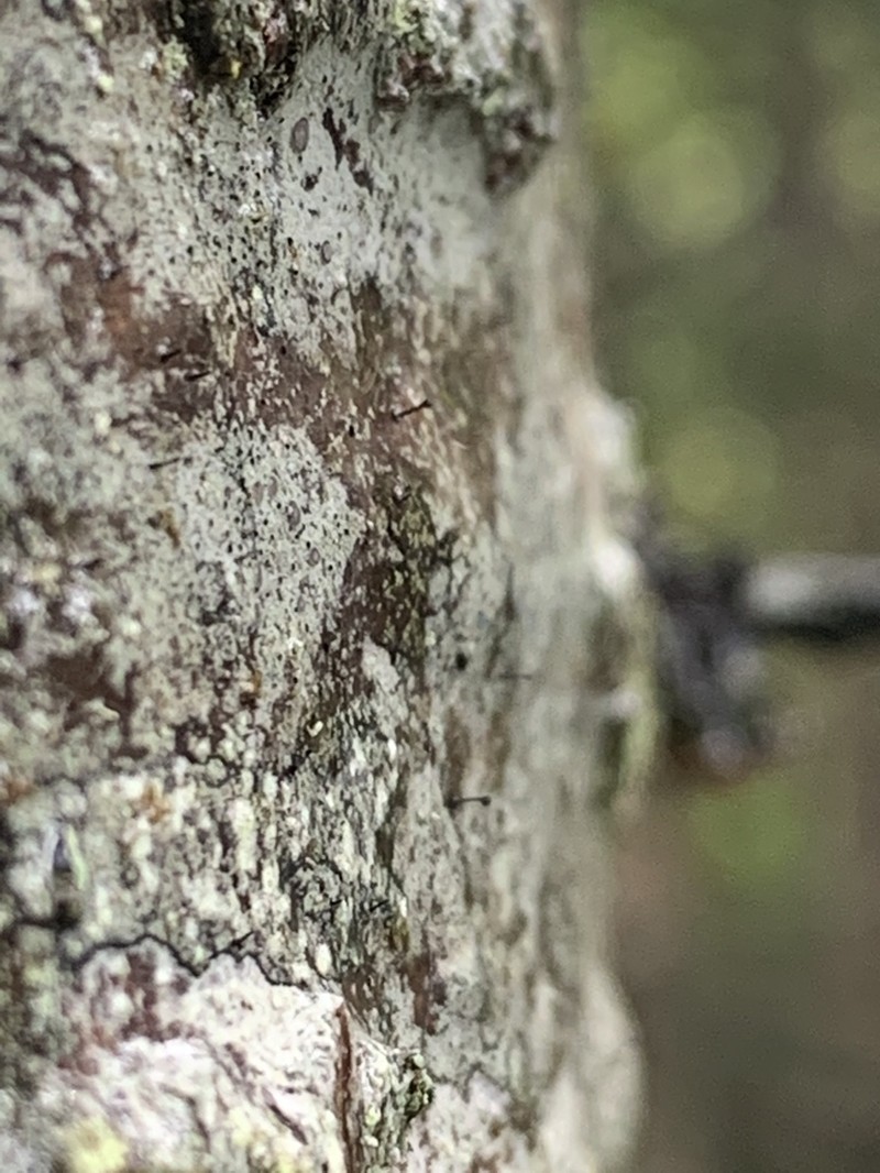 Stenocybe Lichen photo 8
