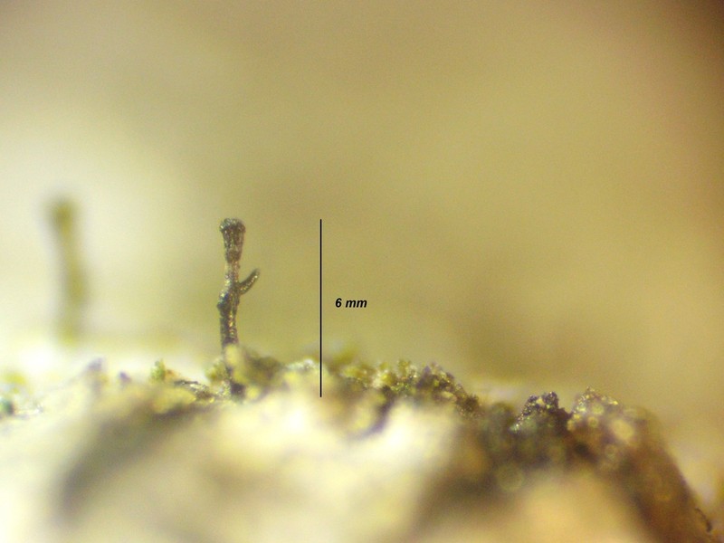 Stenocybe Lichen