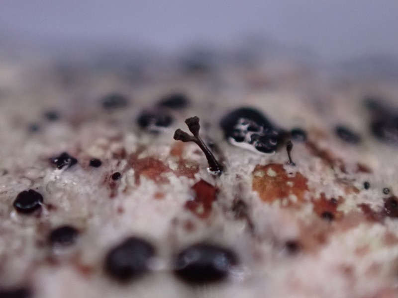 Stenocybe Lichen photo 2